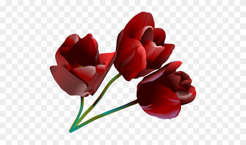 Red Tulips - Png Lale #574073