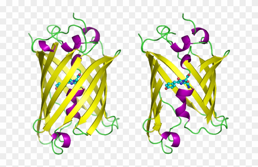 Ap Bio Pglo Transformation Formal Lab Report - 4 -( P Hydroxybenzylidene Imidazolidin 5 One #574602