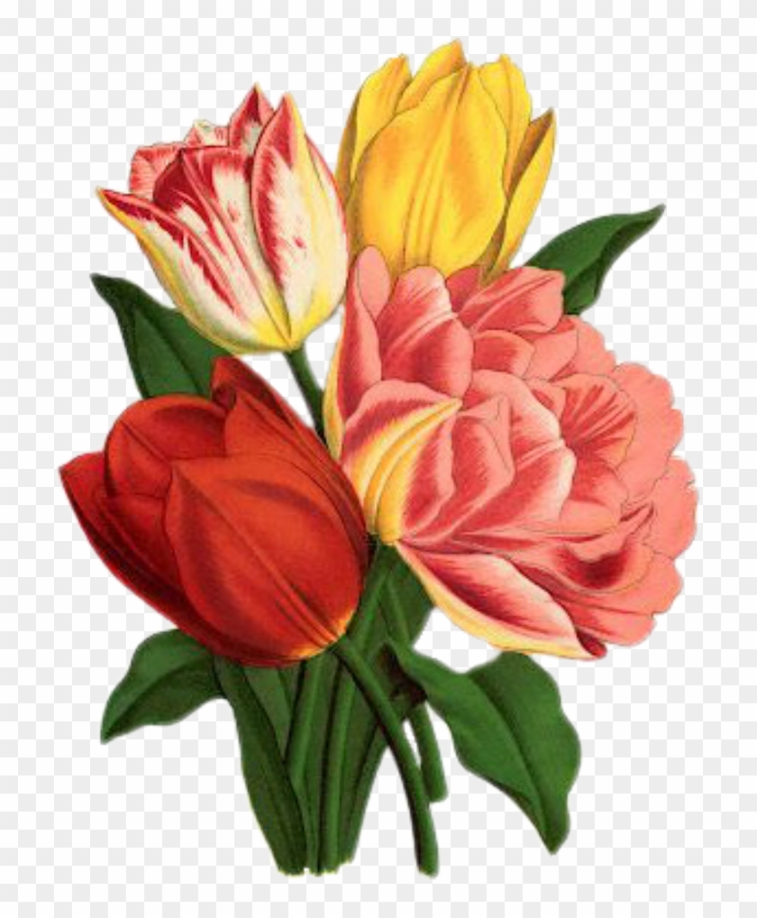 Tulip, Rose, Vintage, Bouquet, Nature, Flower, Green - Flower Graphicsfairy #574629