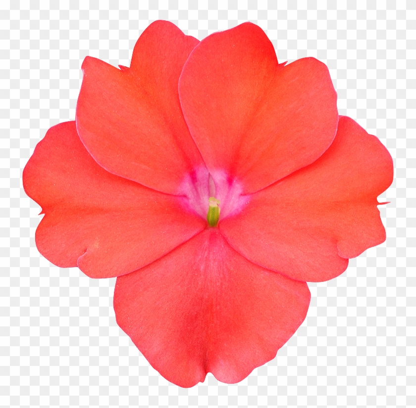Fleur25 Photogriffo - Desert Rose #574636