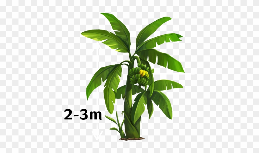 Banana Tree Png Images Vectors And Psd S On - Full Tree Banana #575085