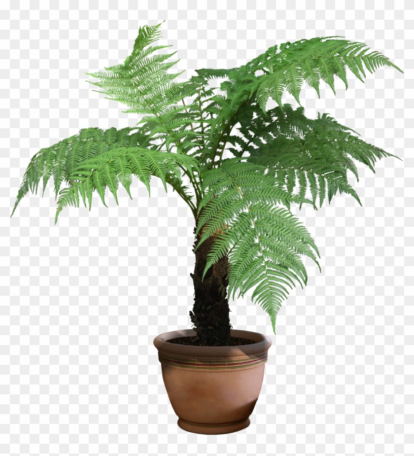 Plant Png Image, Potted Flower - Tree Fern Png #575093