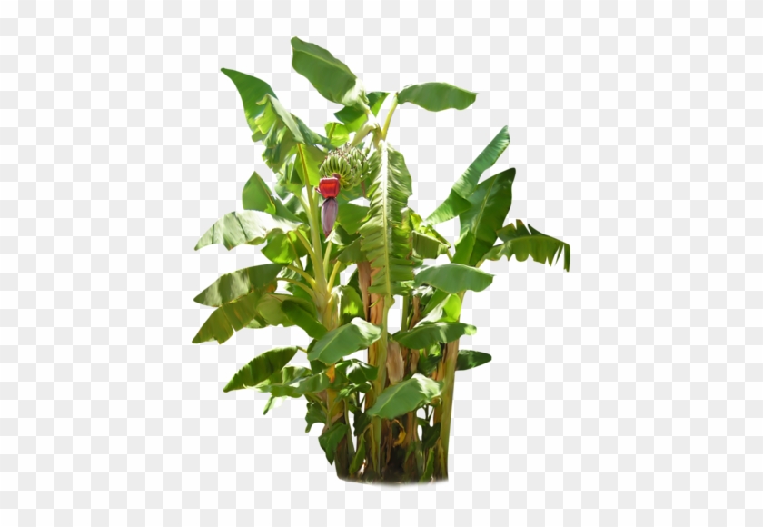 Banana Tree With Fruit - Banana Tree With Banana Png #575095