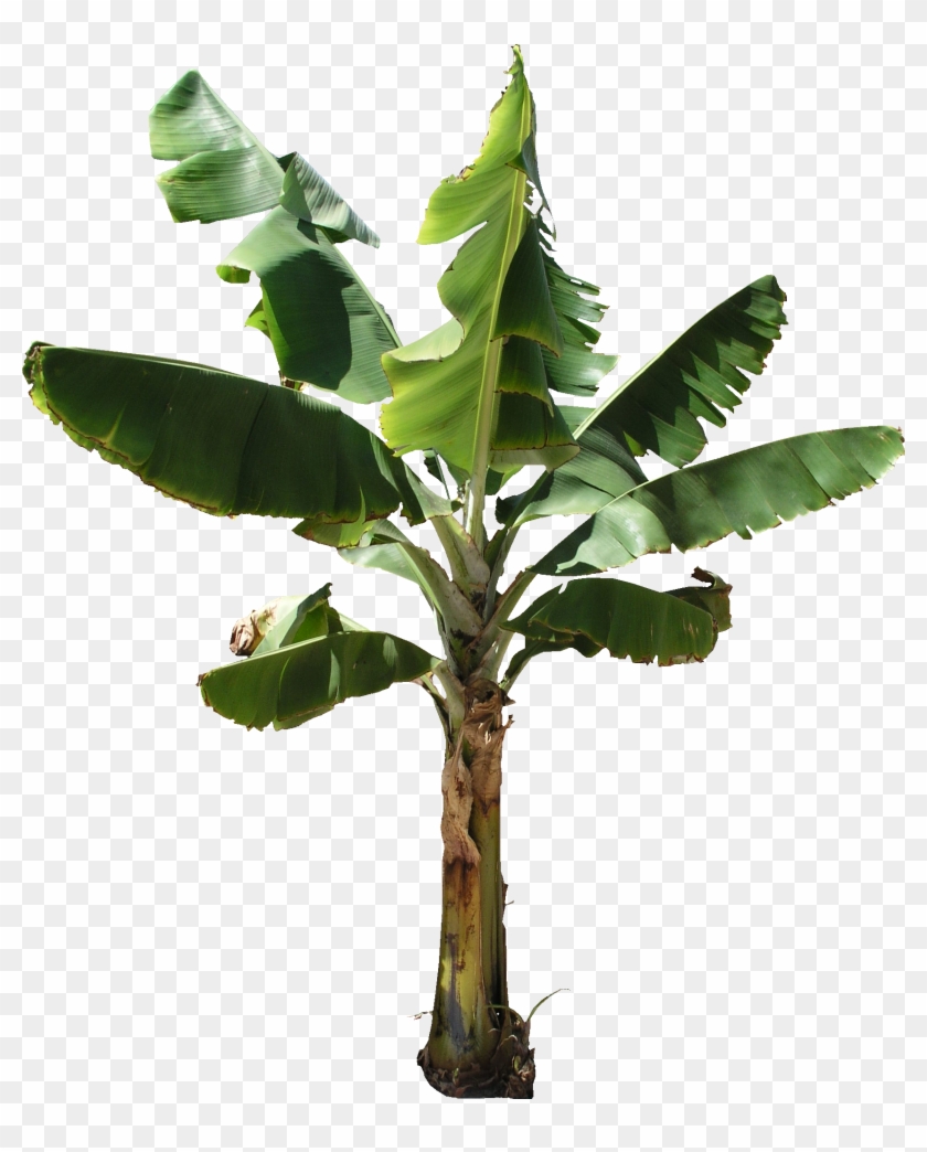 Banana Tree Plant Png - - Banana Tree Png #575101