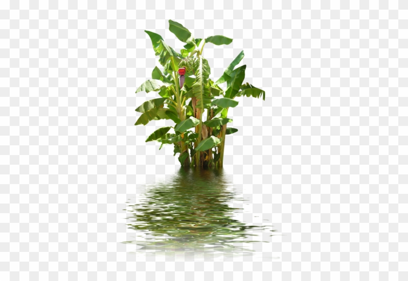 Banana Tree In Water - Water Tree Png #575105