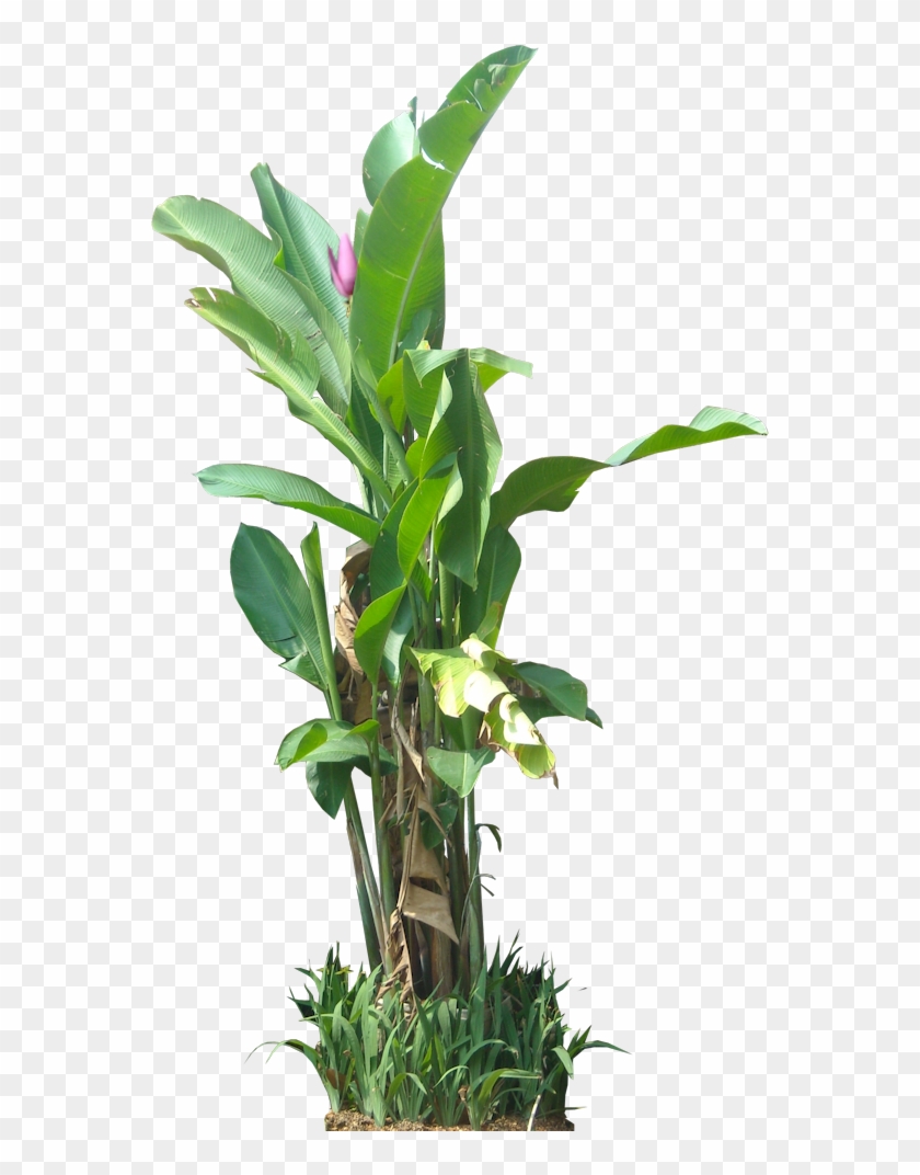 Tropical Plant Pictures - Tree Banana .png #575118