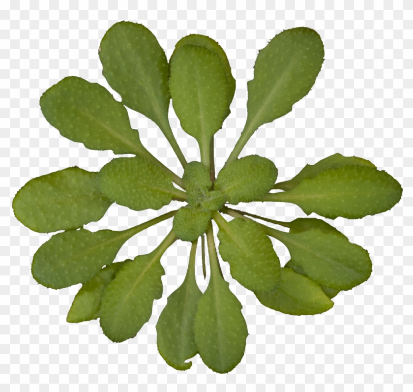 Arabidopsis Thaliana Rosette Transparent Background - Plants Top View Transparent Background #575171