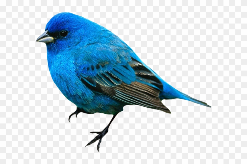 Clipart Png " Hayvanlar Alemi " Birdies - Birds Blue In Color #575355