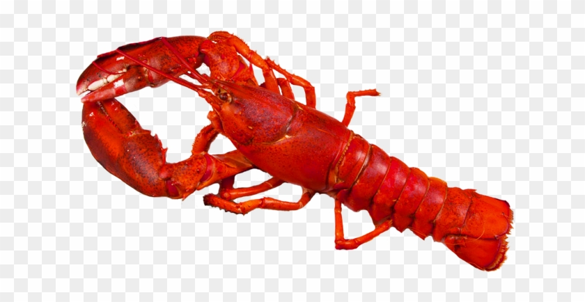 Image - American Lobster #576458