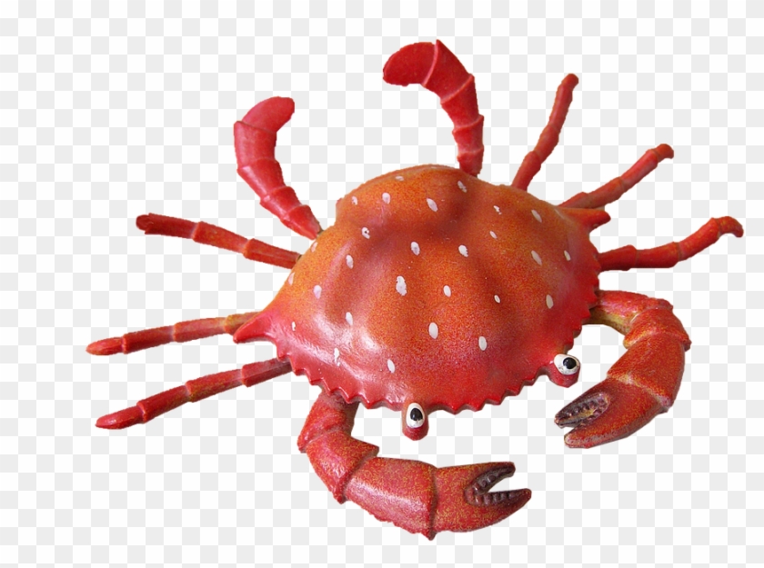 Crab Png - Crab #576695