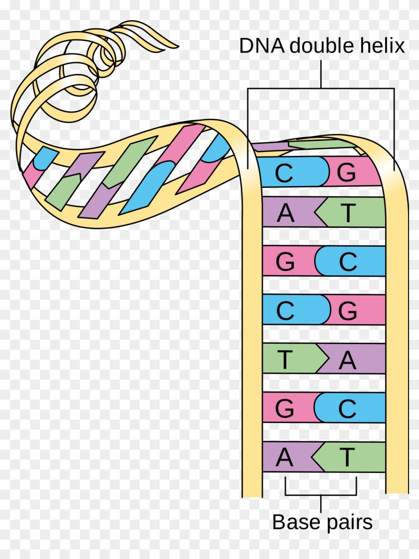 Open - Dna Nitrogen Base Pairs #576722