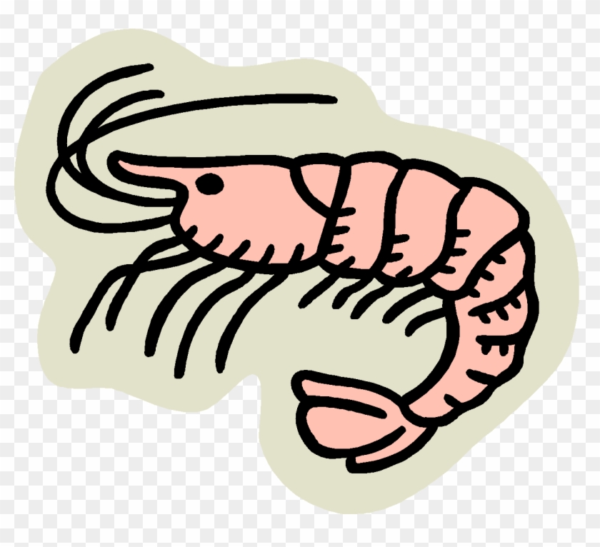 Pin Seafood Clipart Free - Clip Art Shrimp #576782