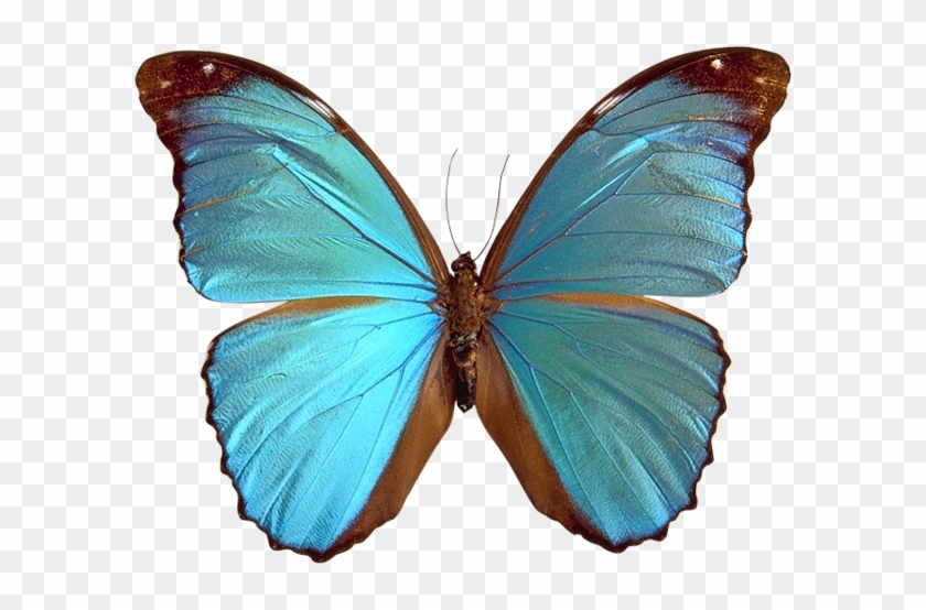 Blue Butterfly Png Image - Great Is He - Free Transparent PNG Clipart  Images Download