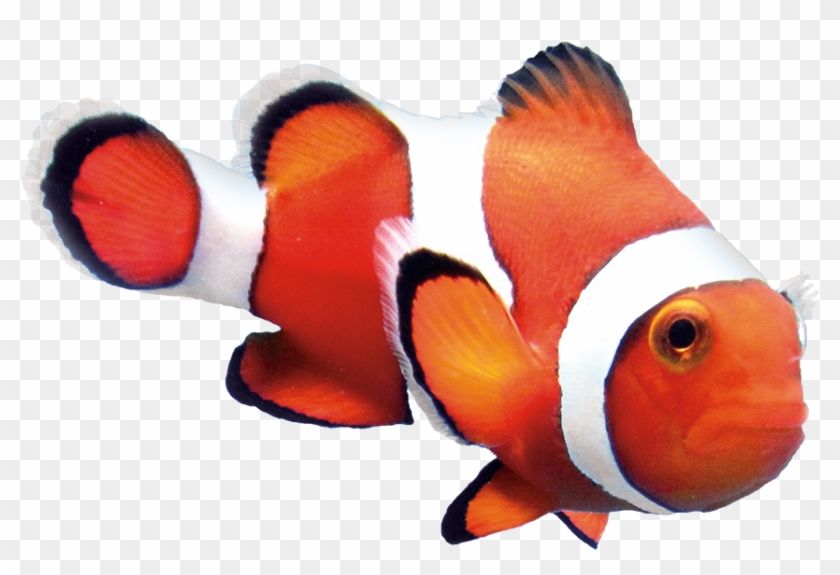 Study Finds Optimal Level Of Astaxanthin In Feed Results - Clownfish Png #577545