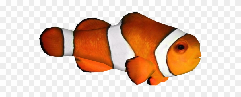 Clownfish Zerosvalmont - Real Clown Fish Png #577546