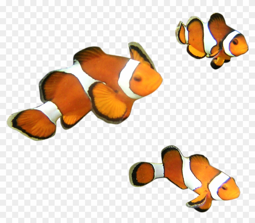 Ocellaris Clownfish #577555