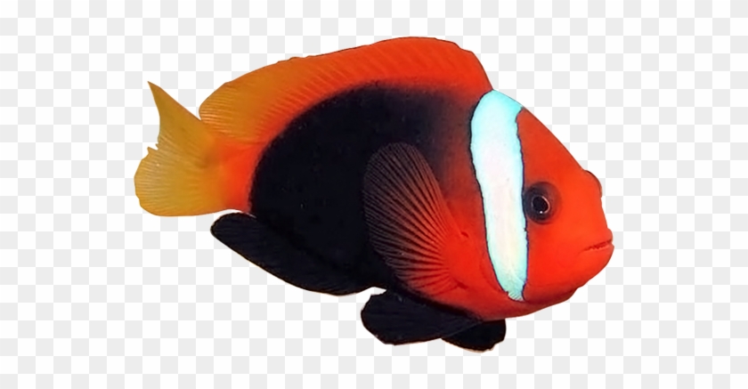 黑红小丑cinnamon Clownfish - Coral Reef Fish #577636