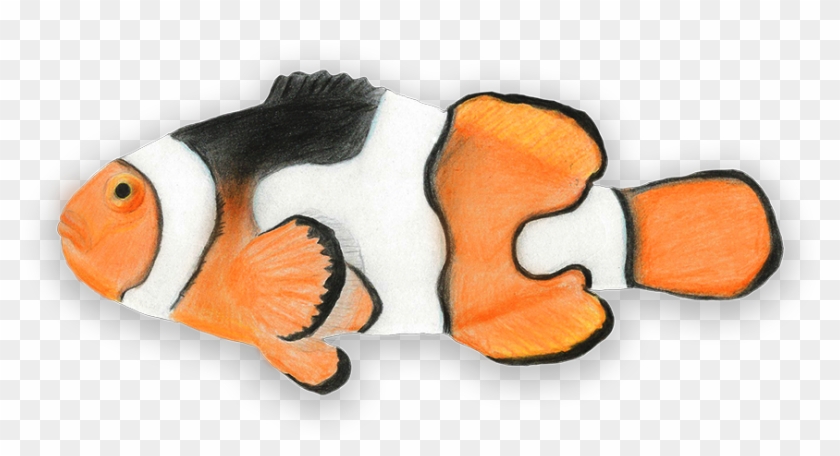 Percula Clownfish - Coral Reef Fish #577650
