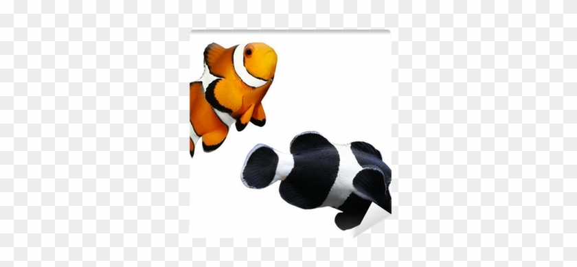 Tropical Reef Fish - Ocellaris Clownfish #577653