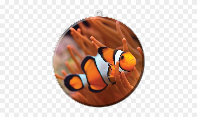 Anemone And Clownfish - Percula Clownfish #577654