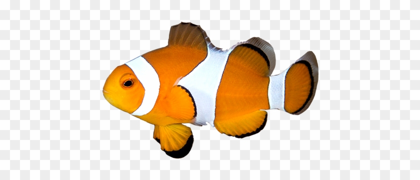 Coral Reef Fish #577657