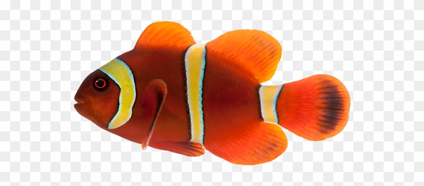 Maroon Clownfish, Premnas Biaculeatus - Maroon Clownfish #577679