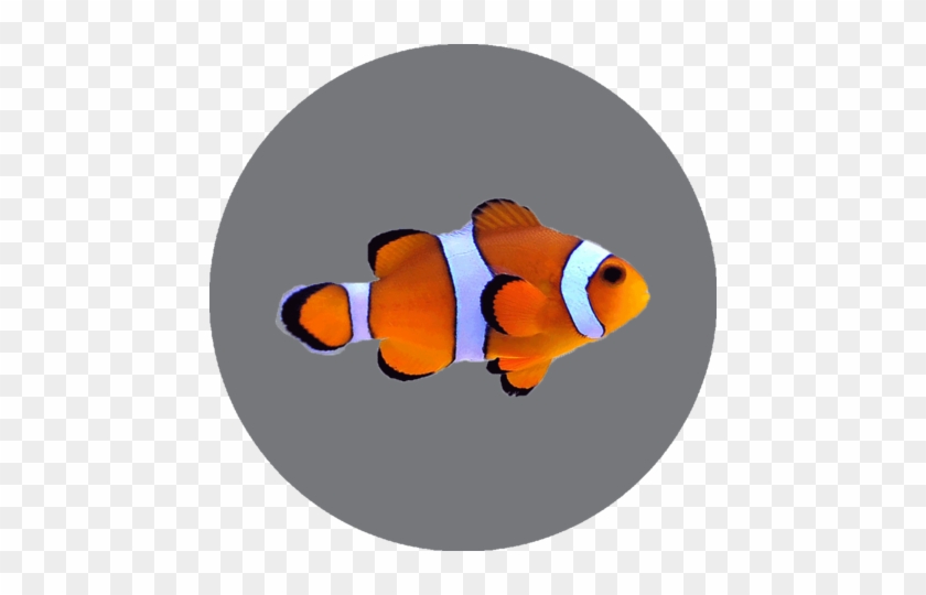 Clownfish - Payaso Ocellaris #577690