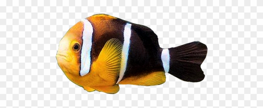 Coral Reef Fish #577701