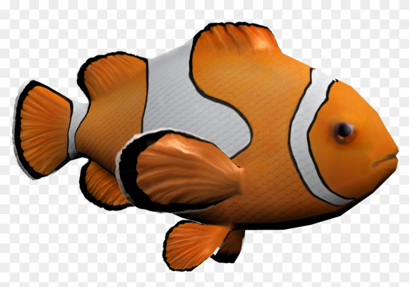 Clownfish - Computer Graphics #577724