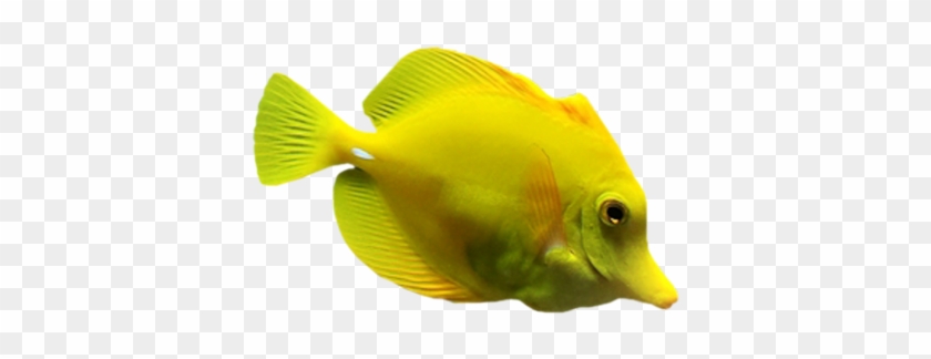 [ Img] - Coral Reef Fish #577816