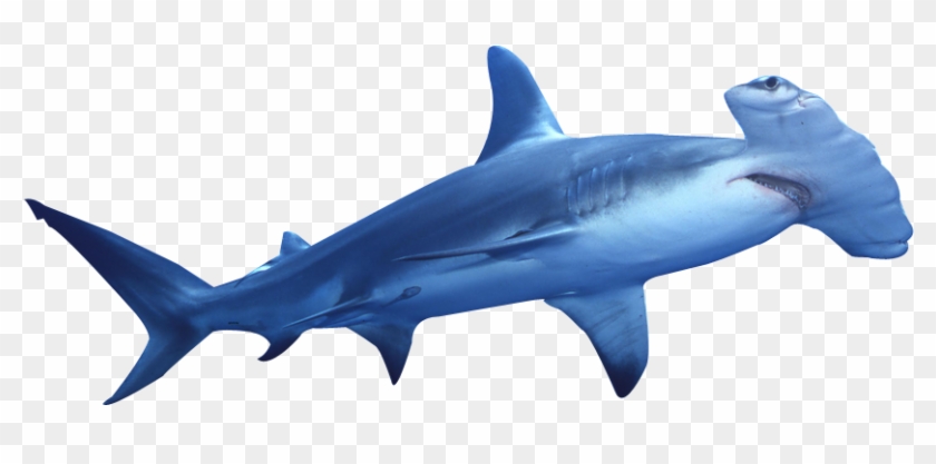 Hammerhead Shark Clip Art Sea Animals Clip Art - Hammerhead Shark Illustration #577840