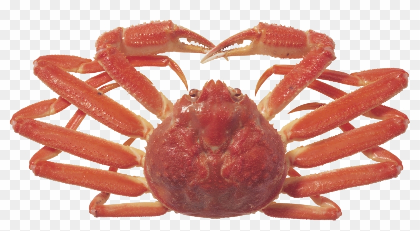 Crab #577898
