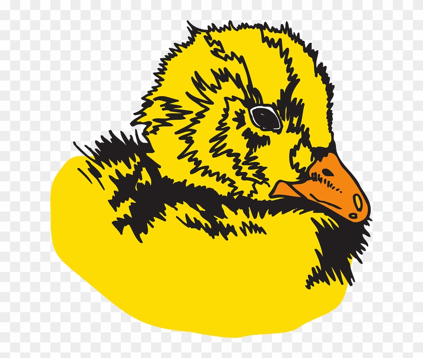 Fuzz Baby, Head, Bird, Animal, Feathers, Duckling, - Bird #578074