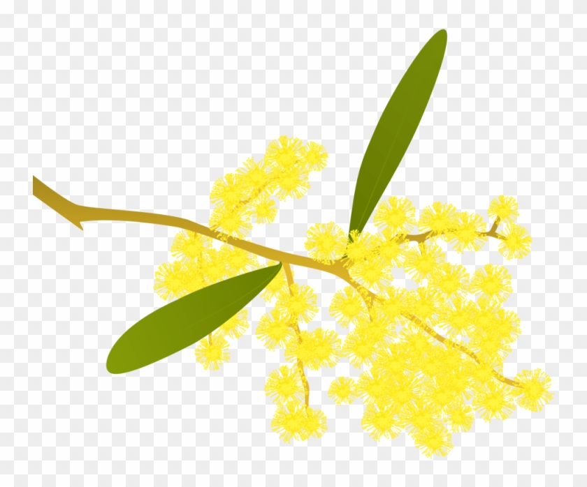 Pin Wattle Clip Art - Golden Wattle No Background #578316