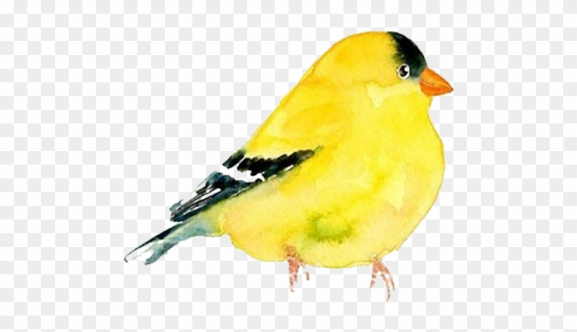 The Goldfinch Domestic Canary Bird Watercolor Painting - Domestic Canary #578706