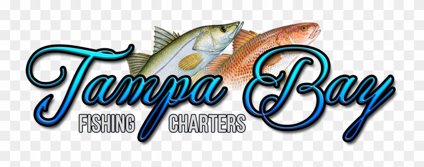 Tampa Bay Fishing Charters - Trout #578797