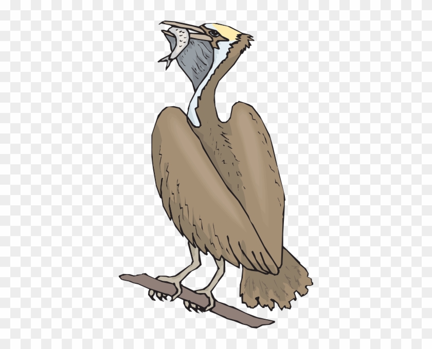Pelican - Birds That Eat Fish Drawing #578921