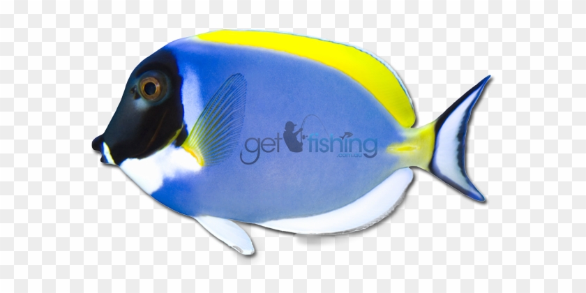 Powder Blue Tang Tropical Waters Of Indian Ocean - Coral Reef Fish #578965