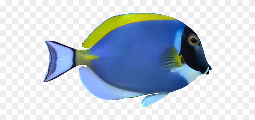 粉蓝倒吊powder Blue Tang - Palyaço Balığı Fiyatı Sahibinden #578967