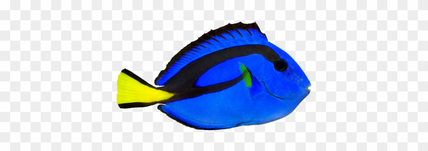 Regal Blue Tang - Blue Tang Fish Transparent #578983