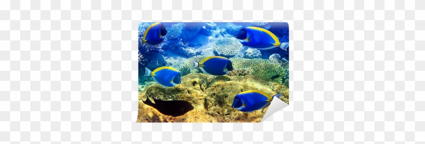 Powder Blue Tang In Corals - Kartka 3d Błękitne Pokolice #579007
