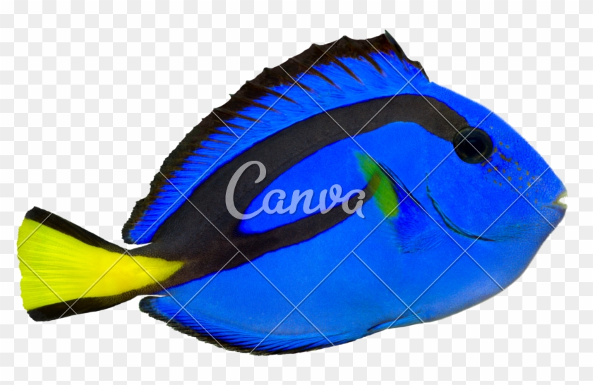 Blue Tang - Use Canva Like A Pro #579087