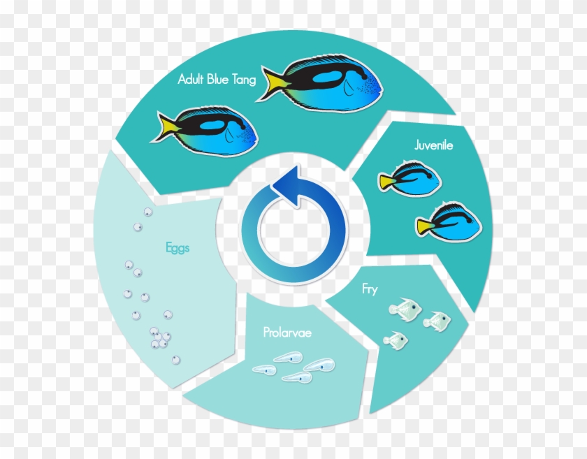 Blue Tang Life Cycle #579089