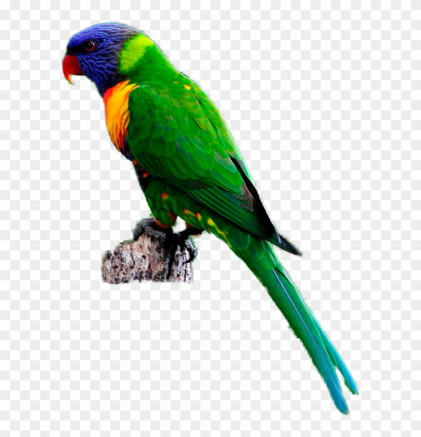 Parrot Bird Clipart - Lorikeet #579533