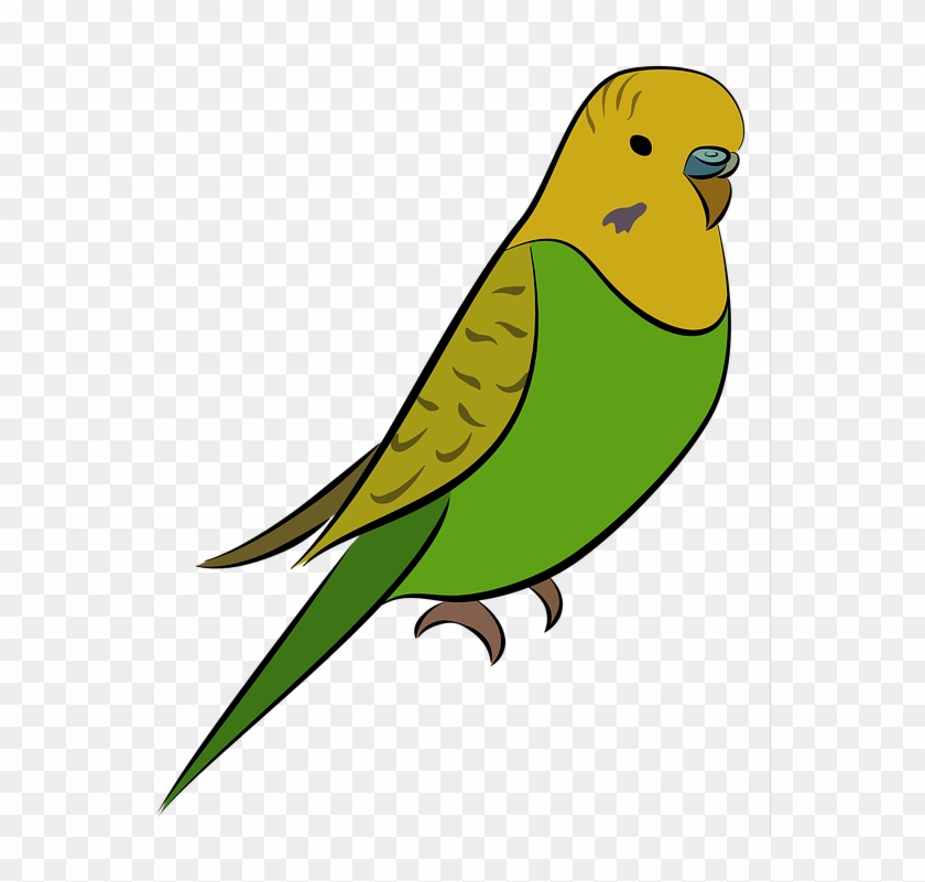 Budgie Clipart Animated - Parakeet Transparent #579534