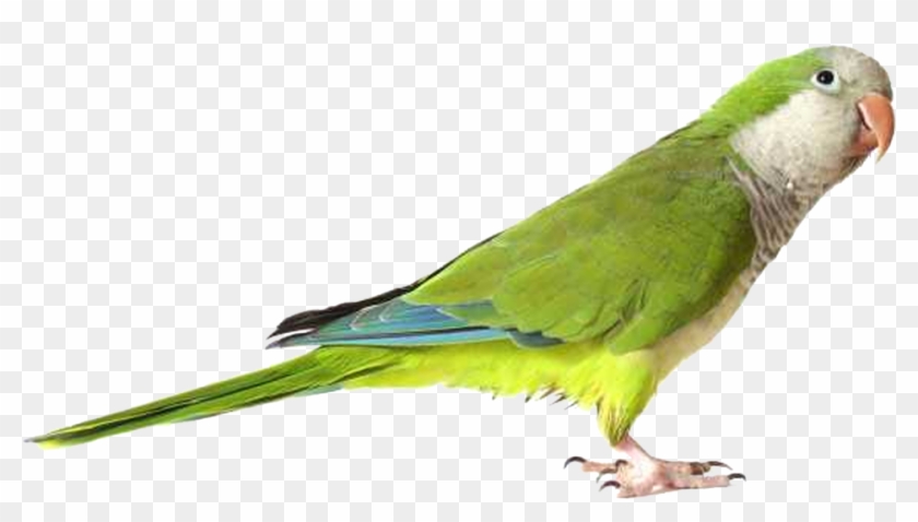 Green Parrot Png Images, Free Download - Parrot Png #579535