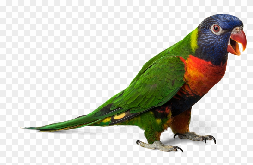 Download Png Image Report - Lorikeet #579536