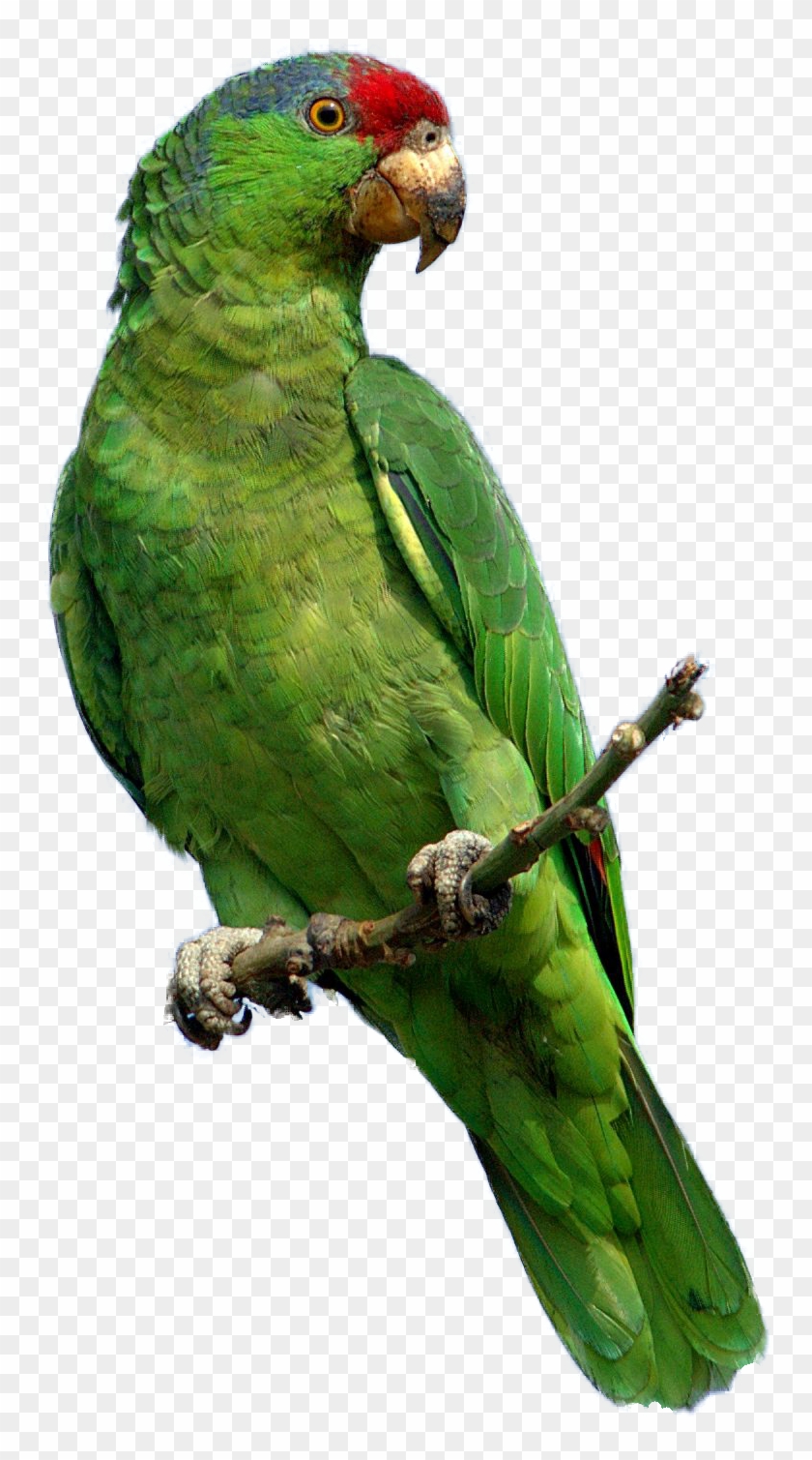 Green Parrot - Parrot Png #579540