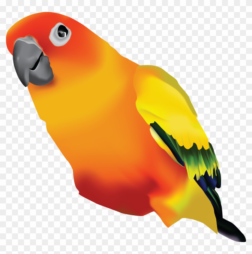 Jp Arts - Sun Conure Transparent Background #579541