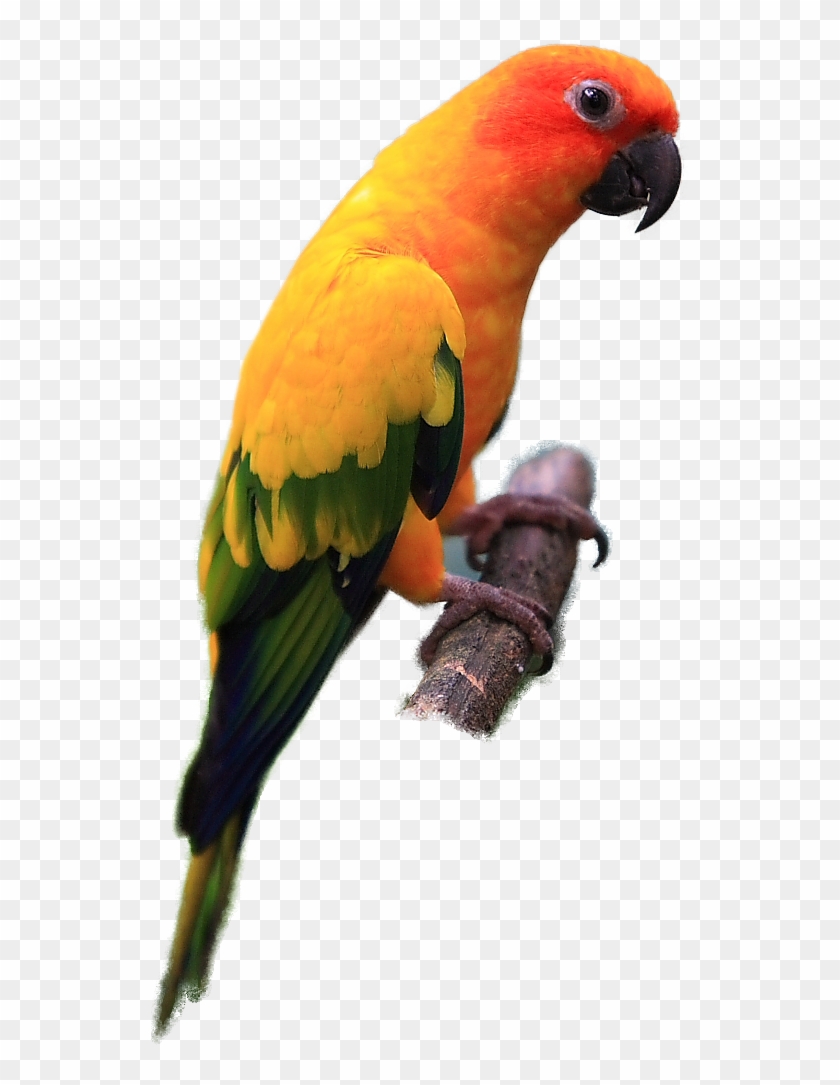 Sun Conure - Sun Conure Png #579542